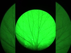 اثر بینایی شبانه